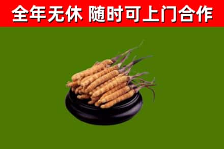 邕宁烟酒回收冬虫夏草.jpg