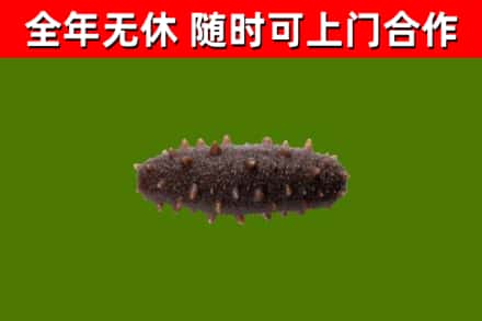 邕宁烟酒回收干海参.jpg